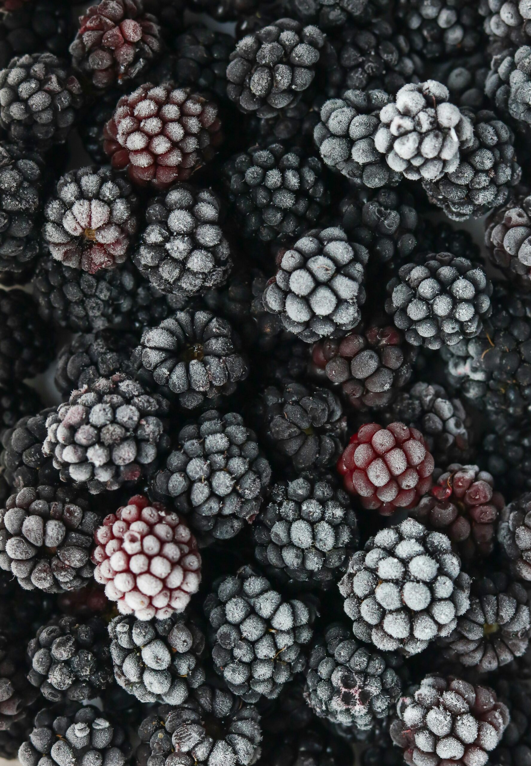 bowl of blackberries